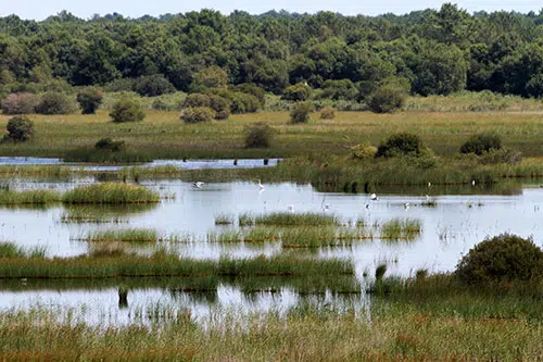 Een fietser fietst door het natuurgebied op île de Ré.
