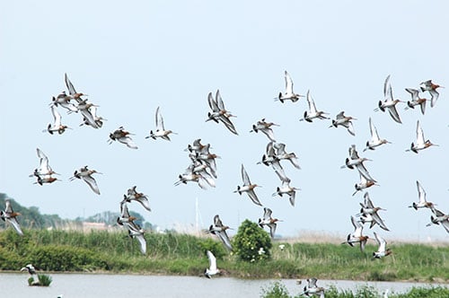 Het Station de lagunage in Rochefort is een biotoop voor duizenden watervogels.
