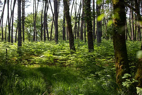 Pnr landes de gascogne © david remazeilles gironde tourisme