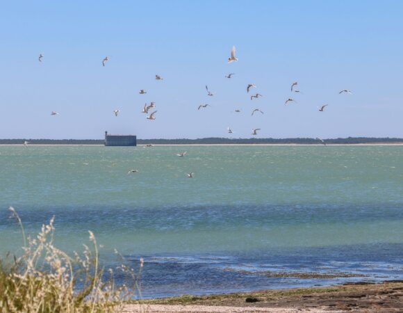 Rochefort ocean ile aix fort boyard nature oiseau © julie paulet ot rochefort ocean 1 scaled 1
